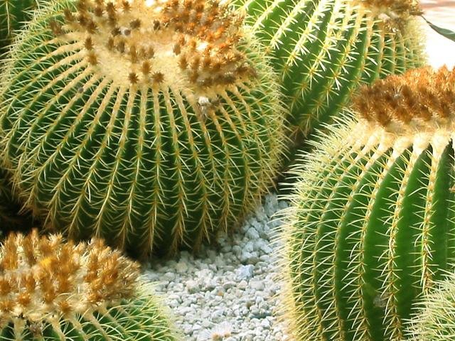 Echinocactus grussonii_5